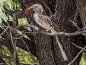 Red-billed Hornbill-0886.jpg